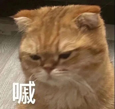 猫咪表情包