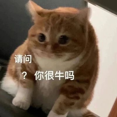 猫咪表情包