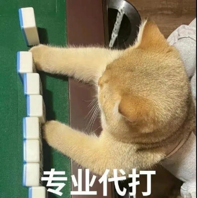 猫咪表情包