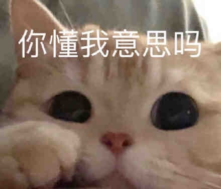 猫咪表情包