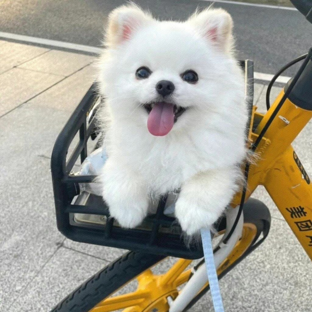 可爱狗
#可爱头像##萌宠头像#