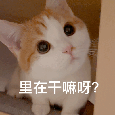 猫咪表情包，动图