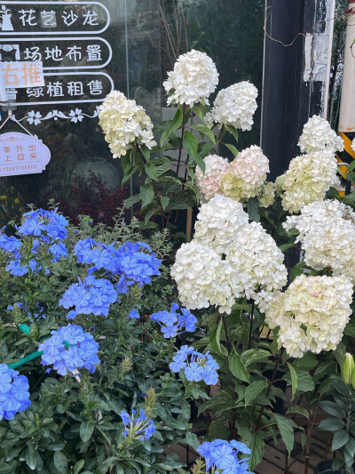 花