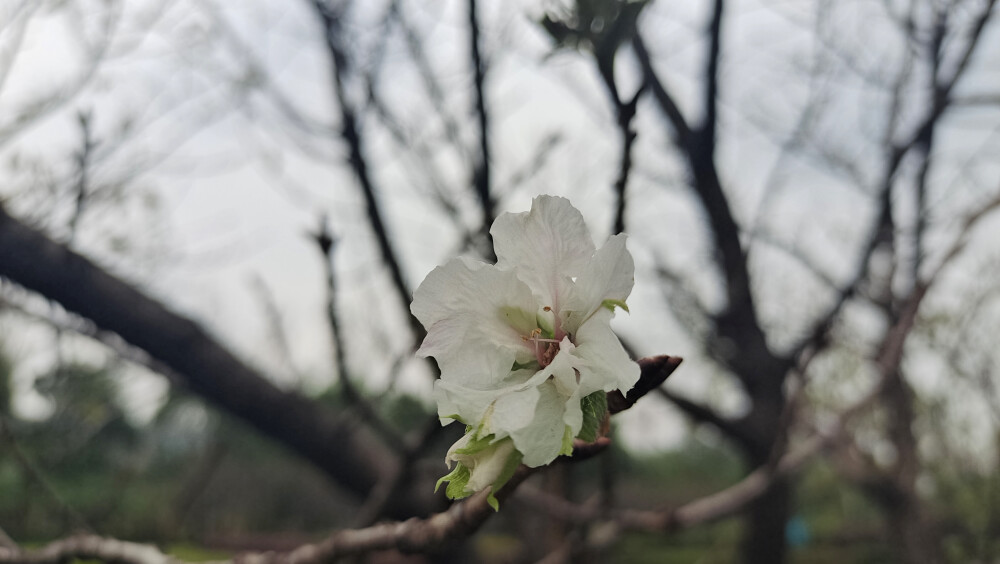 11月4日，在吉安城区吉州大道两旁的樱花树上，看到有的树开起花来了，还看到树干上长出了“灵芝”样的东西。