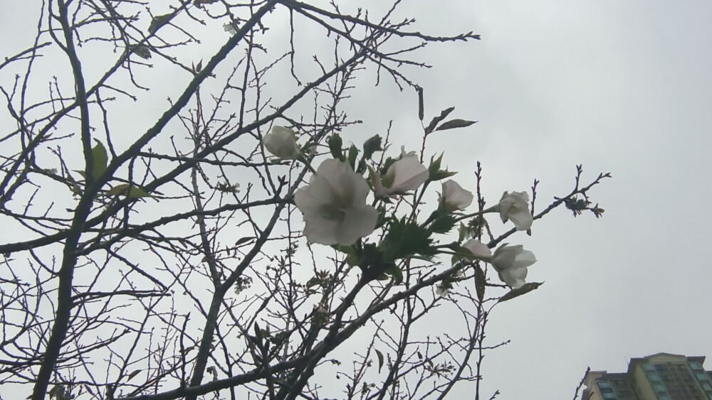11月4日，在吉安城区吉州大道两旁的樱花树上，看到有的树开起花来了，还看到树干上长出了“灵芝”样的东西。