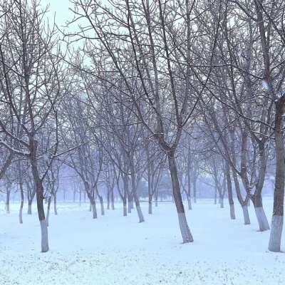 今年要一起看雪吗丶