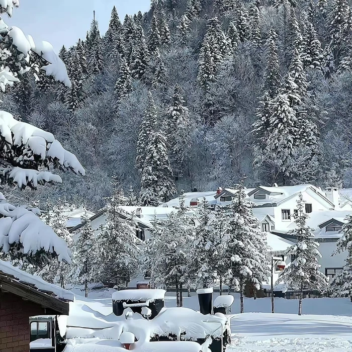 今年要一起看雪吗丶