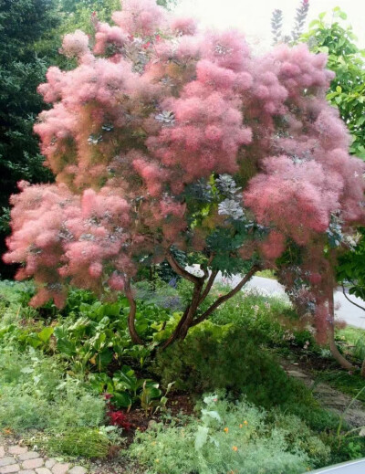 庭院的四季种植物？冬天来了更漂亮...