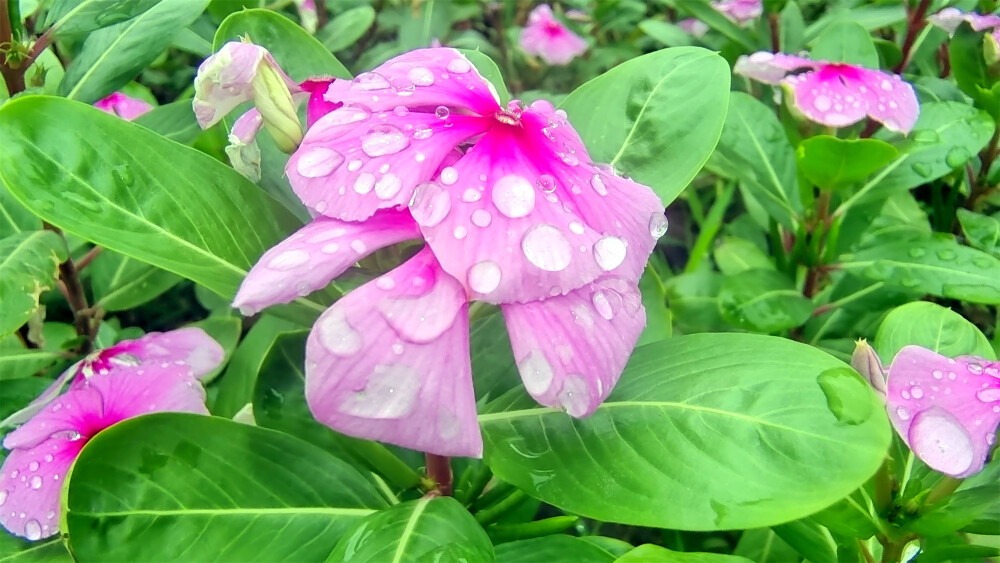 美丽吉安之赏花系列：清新秀丽的长春花