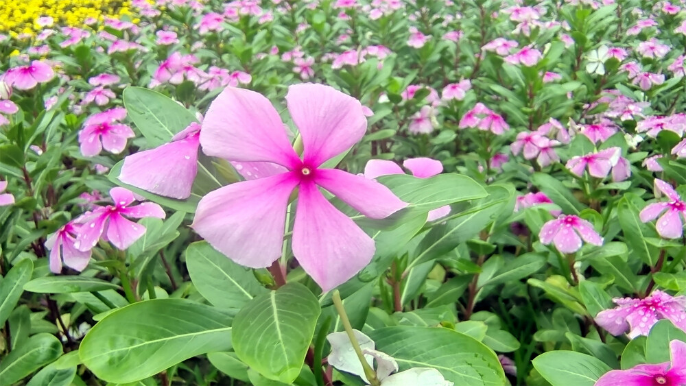 美丽吉安之赏花系列：清新秀丽的长春花