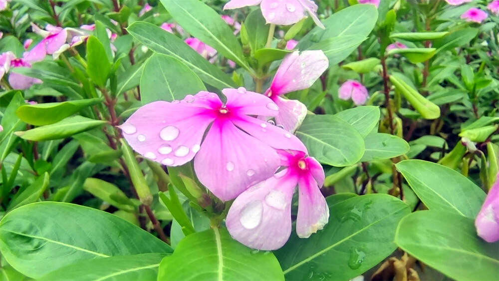 美丽吉安之赏花系列：清新秀丽的长春花