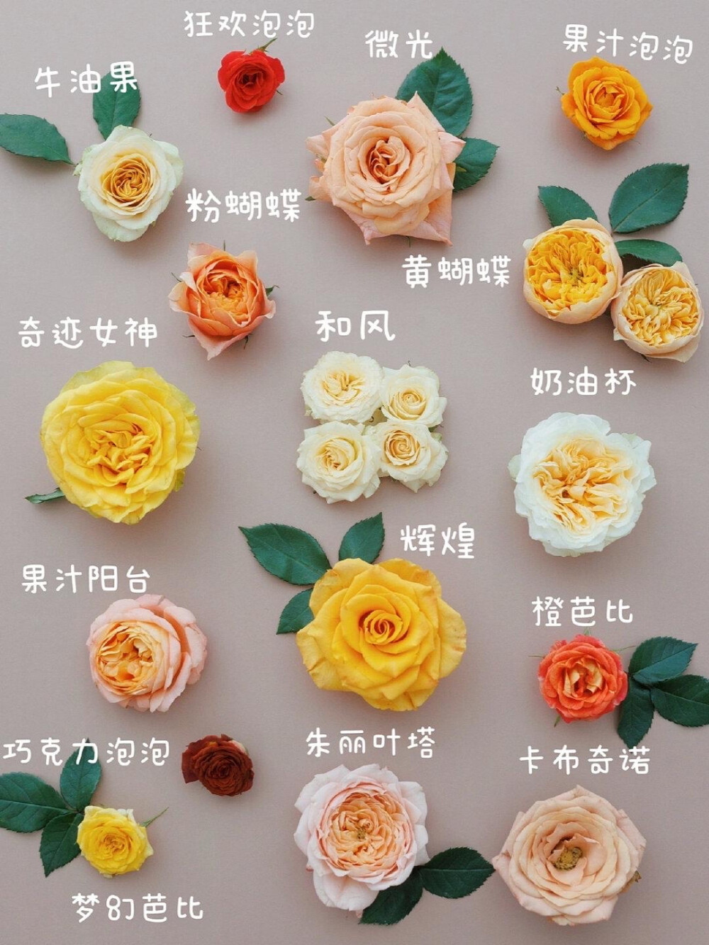 鲜花图鉴｜100种玫瑰/月季/鸥月