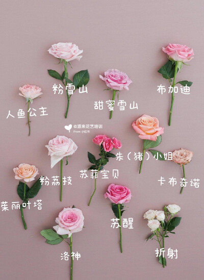 鲜花图鉴｜100种玫瑰/月季/鸥月