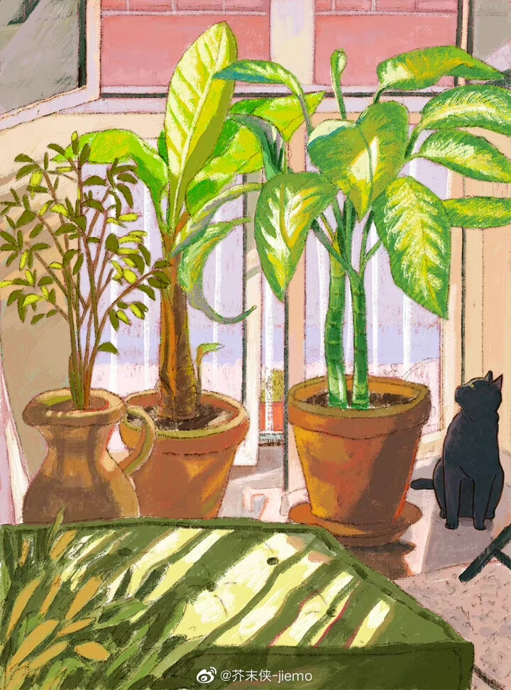 猫咪