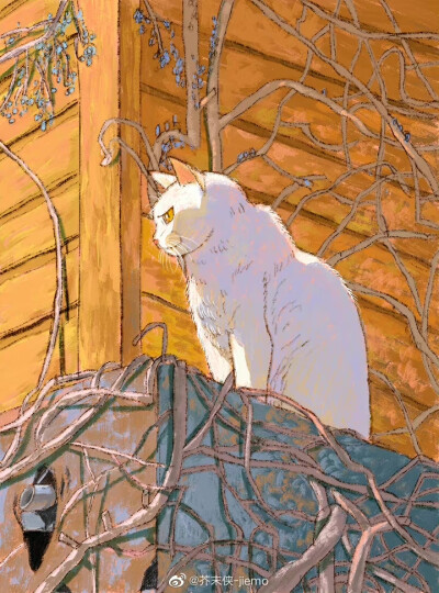 猫咪