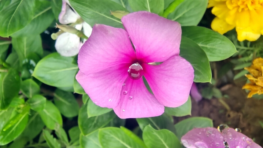 吉安随拍：长春花上美丽的雨滴