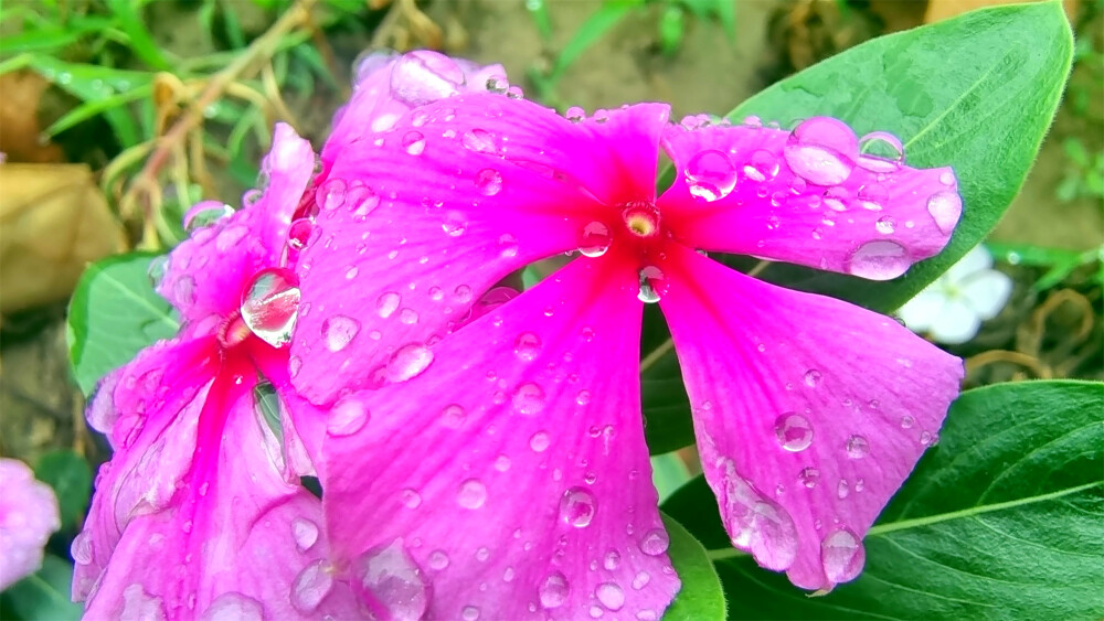 吉安随拍：长春花上美丽的雨滴