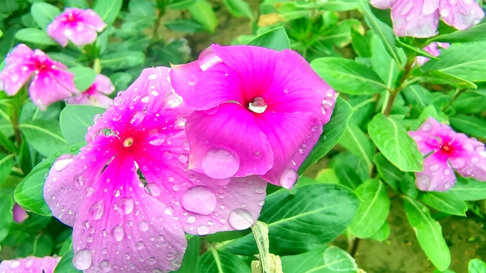 吉安随拍：长春花上美丽的雨滴