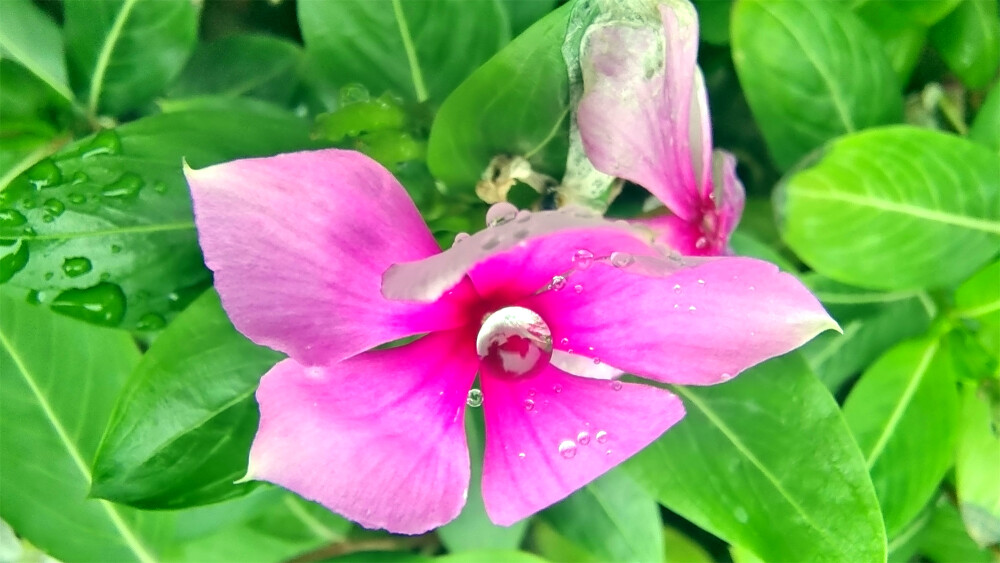 吉安随拍：长春花上美丽的雨滴