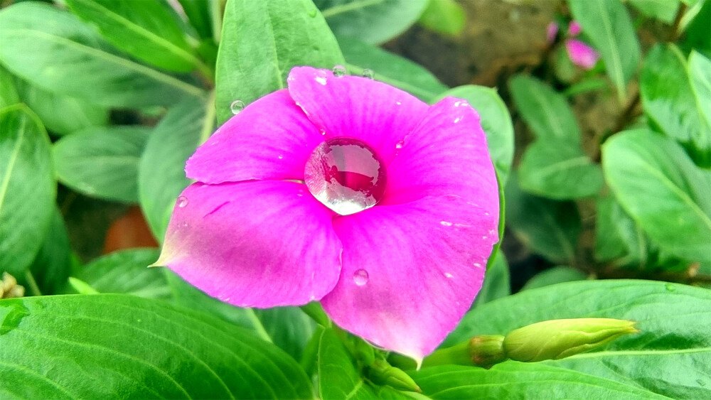 吉安随拍：长春花上美丽的雨滴