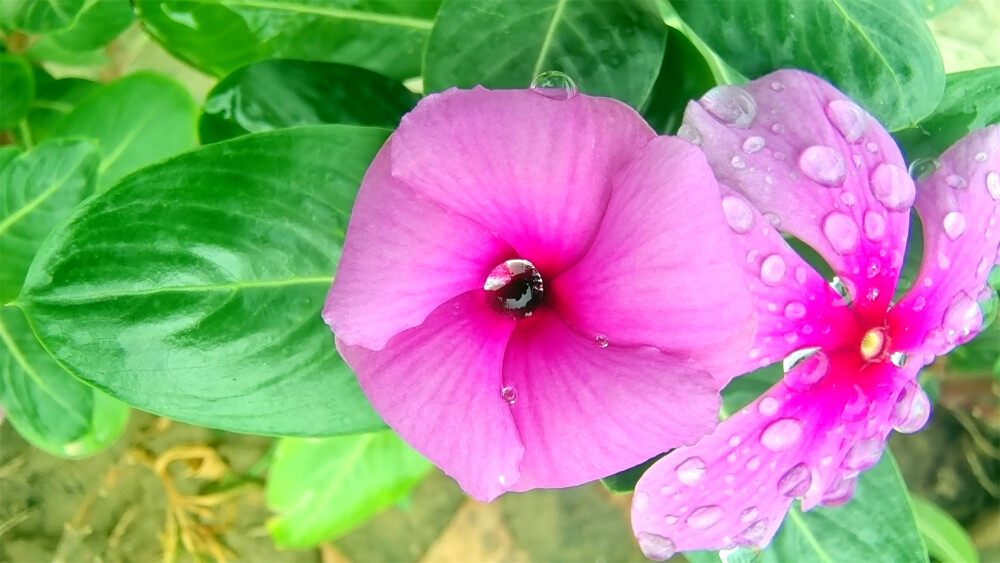 吉安随拍：长春花上美丽的雨滴