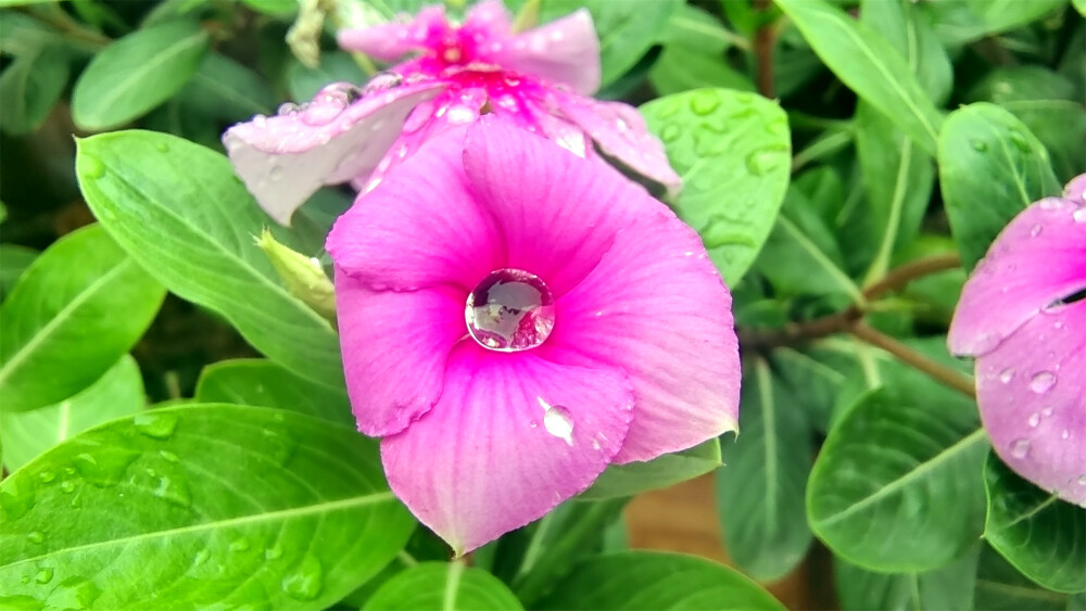 吉安随拍：长春花上美丽的雨滴