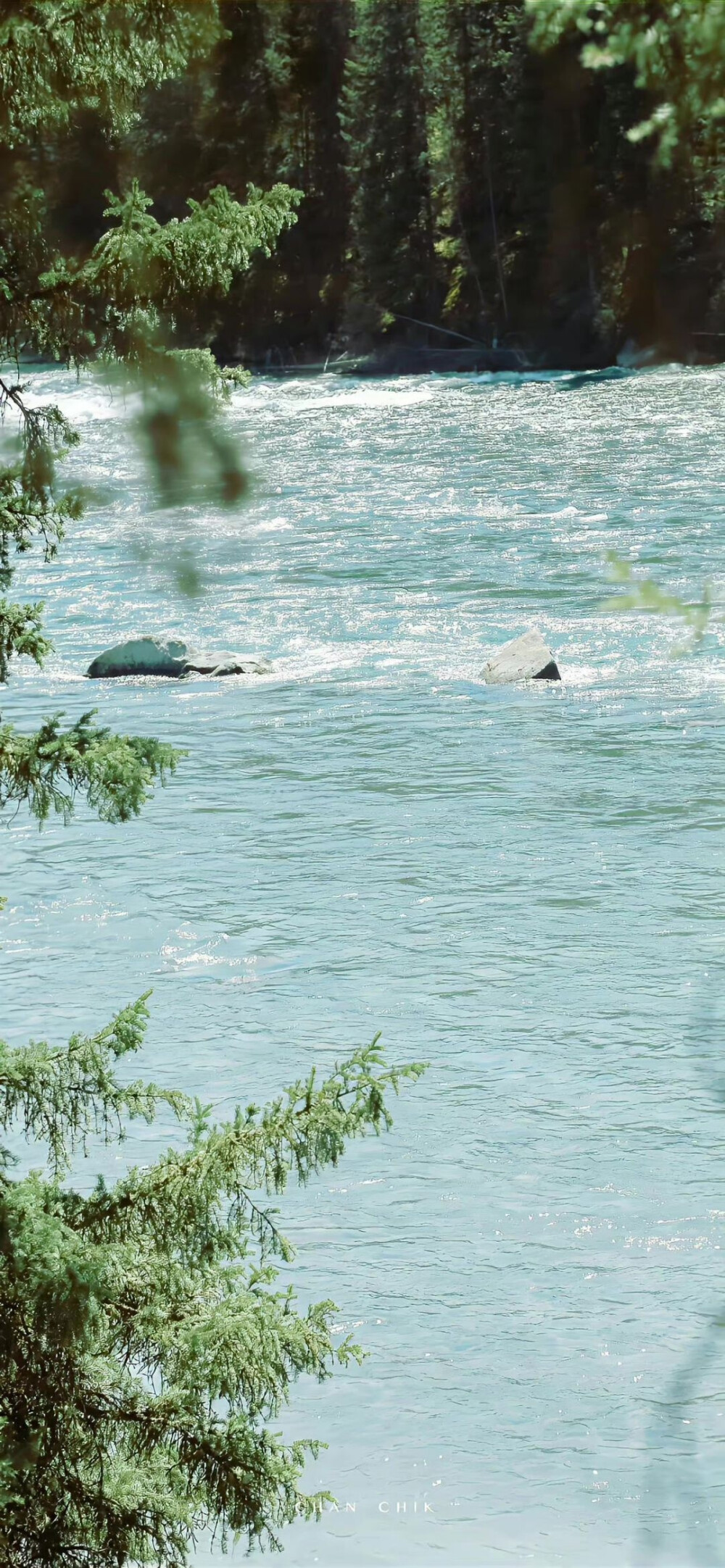 原野和水波 森林