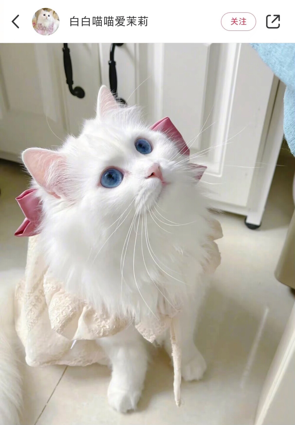 猫猫- 堆糖,美图壁纸兴趣社区