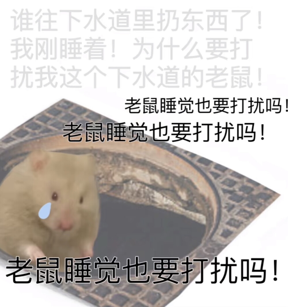 鼠鼠表情包