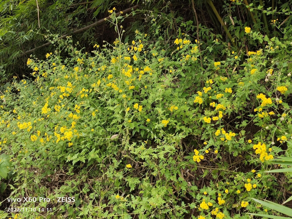 美女和花，雅安金鸡关