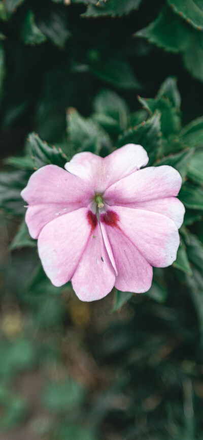 花壁纸