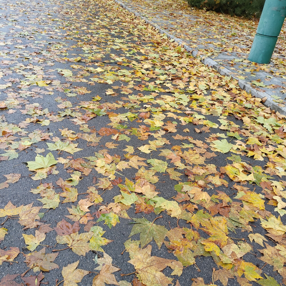 枫叶落了一地