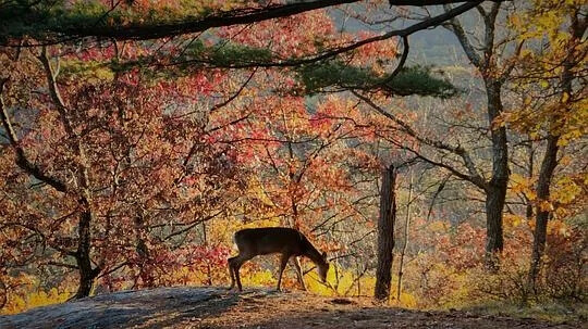@空想特摄兔男郎