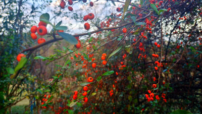 美麗吉安之冬韻：火棘果子紅了