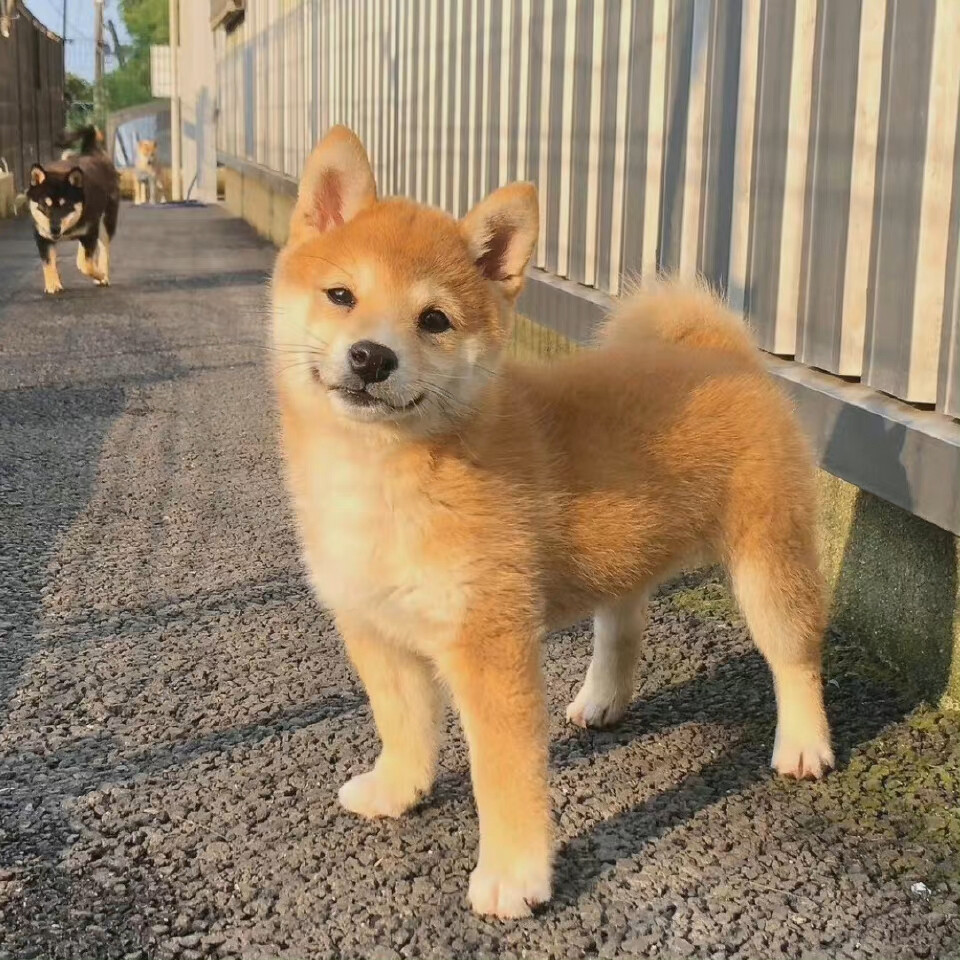 小猫小狗头像