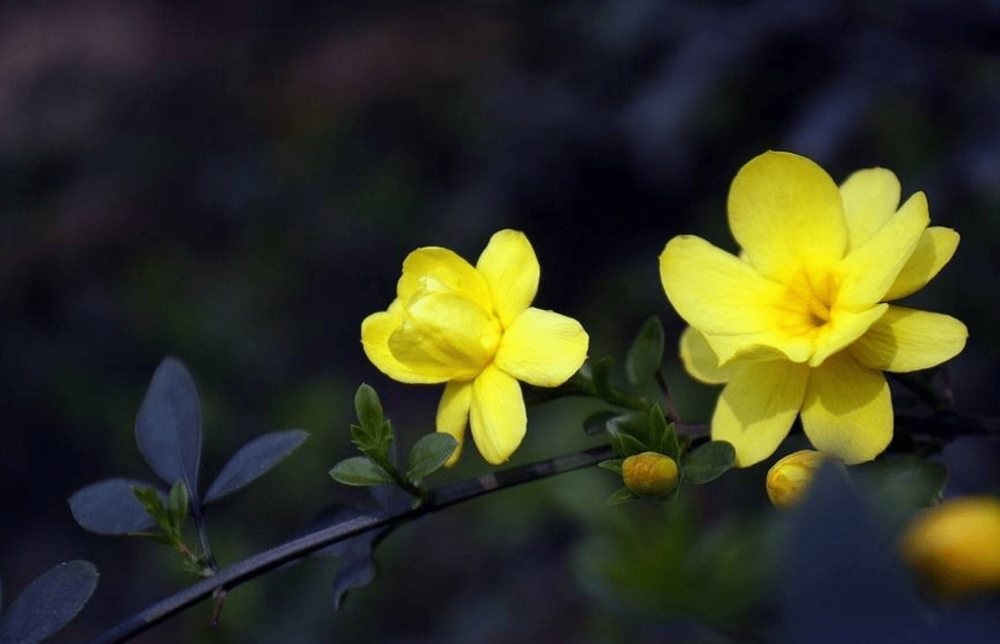 迎春花