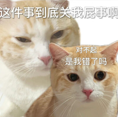 猫猫