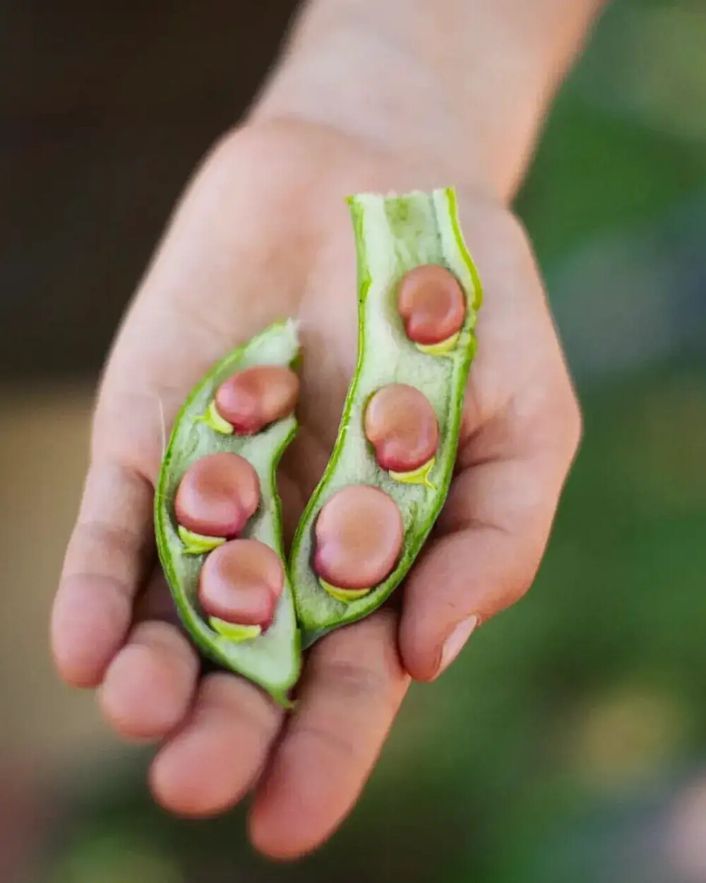 蔬菜与水果