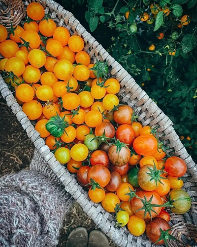 蔬菜与水果