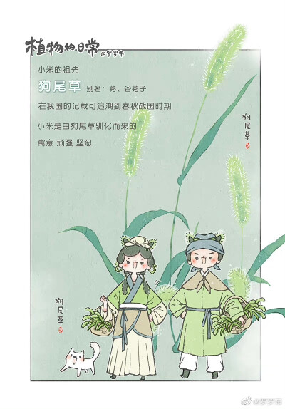 罗罗布11月花