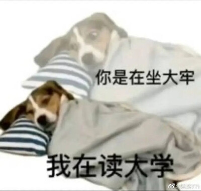 -发疯表情包