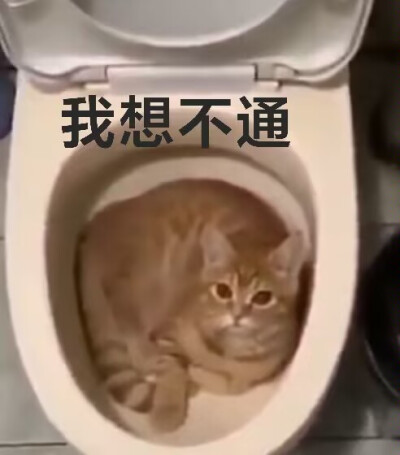 猫猫头