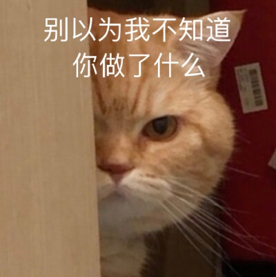 猫咪表情包