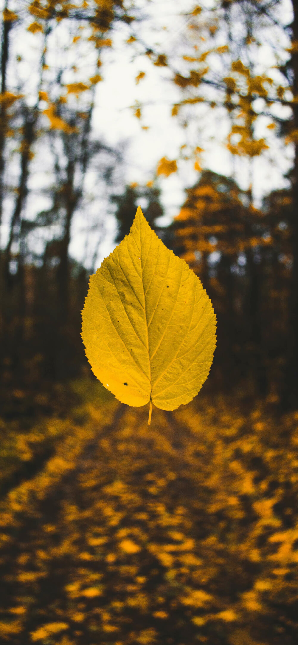 自然风景壁纸 ｜ 风景壁纸 ｜ 素质拿图