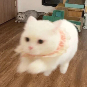 猫咪头像