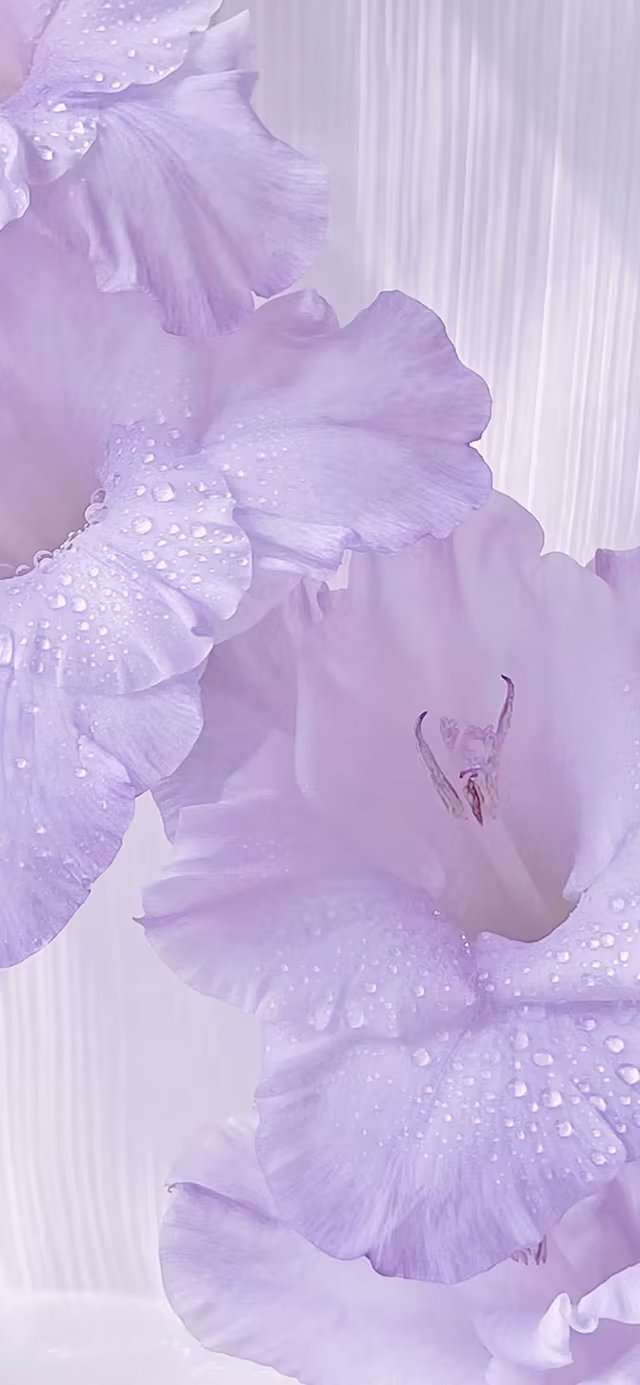 壁纸ins风紫色系赞评论更多