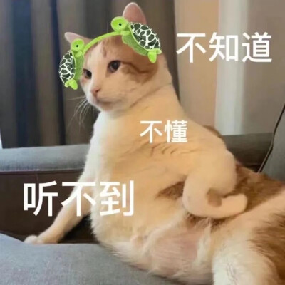 猫咪表情包