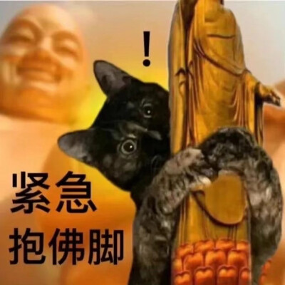 猫咪表情包