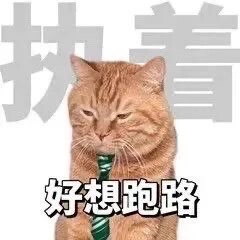 猫咪表情包