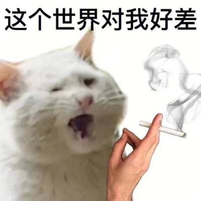 猫咪表情包